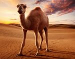 Ken Matsui - Ethereal Camel Project